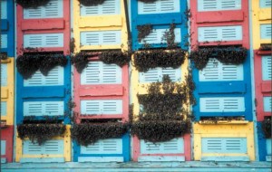 Bienenmuseum